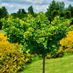Ginkgo Biloba 'Mariken' Tree 8 Ginkgo Biloba 'Mariken' Tree -Flourish Garden Mairken Ginkgo 8 FGT
