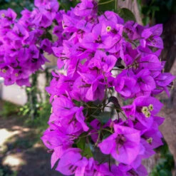 Majestic Purple Bougainvillea -Flourish Garden Majestic Purple Bougainvillea 4 FGT