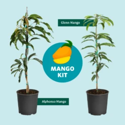Alphonso Mango 13 Alphonso Mango -Flourish Garden Mango Kit Graphic dc77f6db ee29 43d2 85de 9f3718171195