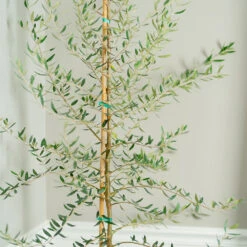 Manzanillo Olive Tree -Flourish Garden Manzanilla Olive Tree 2