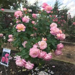 Marc Chagall™ Rose -Flourish Garden Marc Chagall