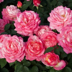 Marc Chagall™ Rose Tree -Flourish Garden Marc Chagall Standard 3