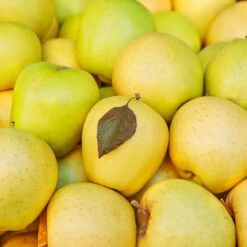 Mutsu (Crispin) Apple Tree 7 Mutsu (Crispin) Apple Tree -Flourish Garden Matsu Crispin Apple 2 911ff493 b5f3 4735 b48a e3117551cc55