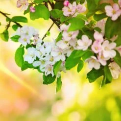 Mutsu (Crispin) Apple Tree 9 Mutsu (Crispin) Apple Tree -Flourish Garden Matsu Crispin Apple 5 dca4ed85 2ad7 4328 a42e 52262a2a9672