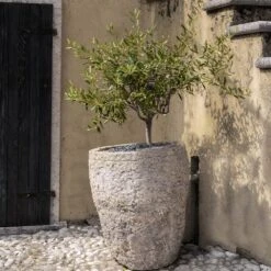 Maurino Olive Tree -Flourish Garden Maurino Olive FGT 2