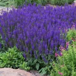 May Night Salvia 7 May Night Salvia -Flourish Garden May Night Salvia sage 2 FGT