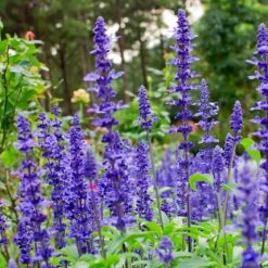 May Night Salvia 6 May Night Salvia -Flourish Garden May Night Salvia sage 4