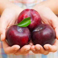 Methley Plum Tree -Flourish Garden Methley Plum 4 4ec34c93 142f 4450 8af1 feb06f93c049