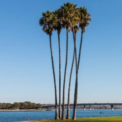 Mexican Fan Palm Tree 9 Mexican Fan Palm Tree -Flourish Garden Mexican Fan Palm 1 FGT