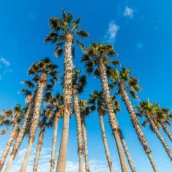 Mexican Fan Palm Tree 10 Mexican Fan Palm Tree -Flourish Garden Mexican Fan Palm 4 FGT