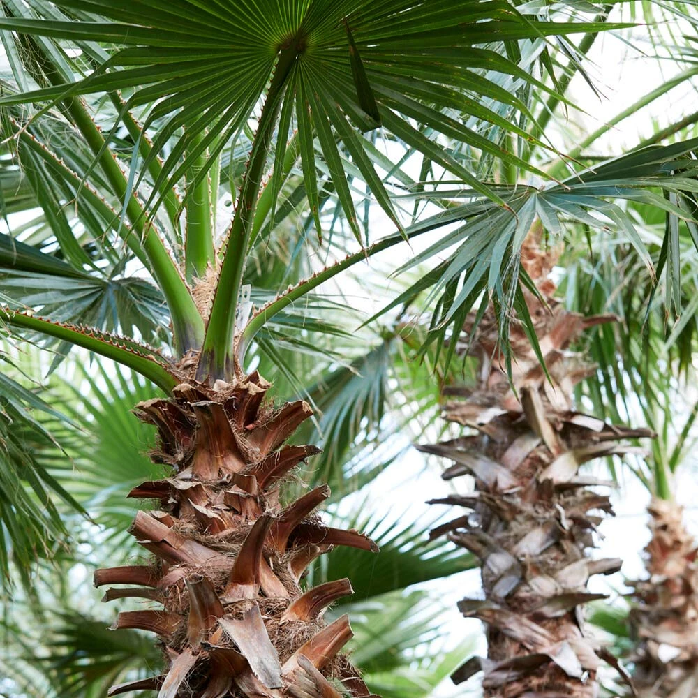 Mexican Fan Palm Tree 6 Mexican Fan Palm Tree - Image 6