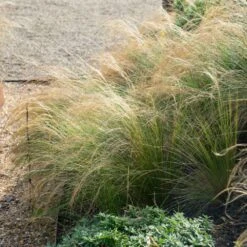 Mexican Feather Grass -Flourish Garden Mexican Feather Grass 2 FGT