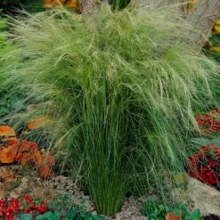 Mexican Feather Grass -Flourish Garden Mexican Feather Grass 5