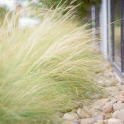 Mexican Feather Grass -Flourish Garden Mexican Feather Grass 6