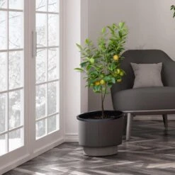 Meyer Lemon Tree - USDA Organic 11 Meyer Lemon Tree - USDA Organic -Flourish Garden Meyer Lemon Tree 3 FGT b7562976 3142 4944 868e f1282fe437b5