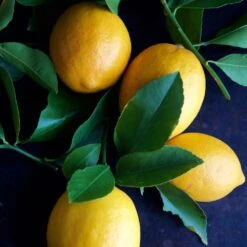 Meyer Lemon Tree - USDA Organic 12 Meyer Lemon Tree - USDA Organic -Flourish Garden Meyer Lemon Tree 4 FGT 86c355b1 1806 432f bbab b2cdc2387094