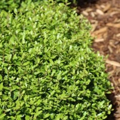 Micron® Holly Shrub -Flourish Garden Micron Holly 4 FGT