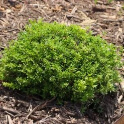 Micron® Holly Shrub -Flourish Garden Micron Holly 8 FGT