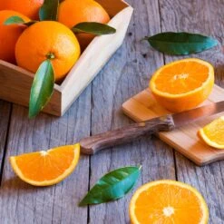 Midknight Valencia Orange -Flourish Garden MidKnight Orange 3 FGT