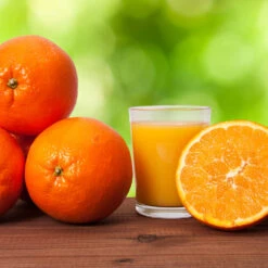 Midknight Valencia Orange -Flourish Garden MidKnight Valencia Orange 3