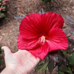 Midnight Marvel Hardy Hibiscus -Flourish Garden Midnight Marvel Hibiscus 2