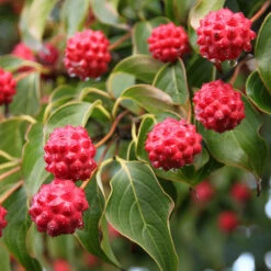Milky Way Chinese Dogwood Tree 7 Milky Way Chinese Dogwood Tree -Flourish Garden Milky Way Select 1