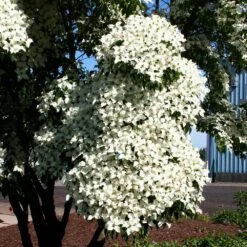 Milky Way Chinese Dogwood Tree 8 Milky Way Chinese Dogwood Tree -Flourish Garden Milky Way Select 3