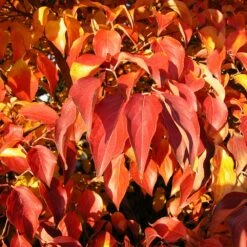 Milky Way Chinese Dogwood Tree 9 Milky Way Chinese Dogwood Tree -Flourish Garden Milky Way Select 4