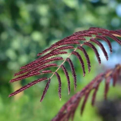 Chocolate Fountain™ Weeping Mimosa -Flourish Garden Mimosa Chocolate Weeping 2
