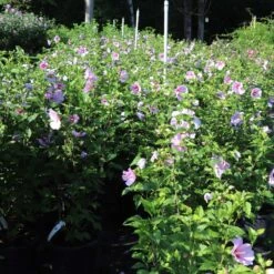 Minerva Rose Of Sharon Althea Shrub 9 Minerva Rose Of Sharon Althea Shrub -Flourish Garden Minerva Rose of Sharon 1