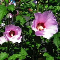 Minerva Rose Of Sharon Althea Shrub 8 Minerva Rose Of Sharon Althea Shrub -Flourish Garden Minerva Rose of Sharon 2