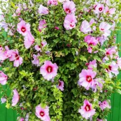Minerva Rose Of Sharon Althea Shrub 7 Minerva Rose Of Sharon Althea Shrub -Flourish Garden Minerva Rose of Sharon 3