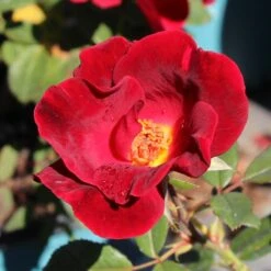 Miracle On The Hudson™ Rose -Flourish Garden Miracle on the Hudson 1 FGT