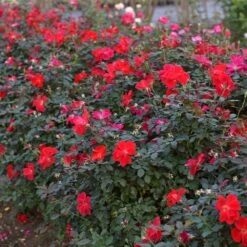 Miracle On The Hudson™ Rose -Flourish Garden Miracle on the Hudson 4 FGT