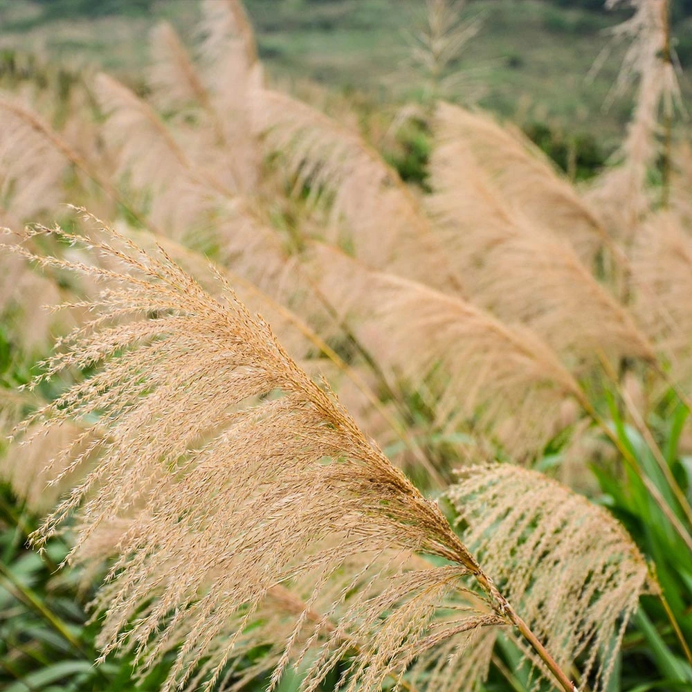 Miscanthus Gracillimus (Maiden Grass) 3 Miscanthus Gracillimus (Maiden Grass) - Image 3