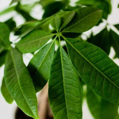 Money Tree In White Pot -Flourish Garden Money Tree Green Circle LIV Pottery Pot 3