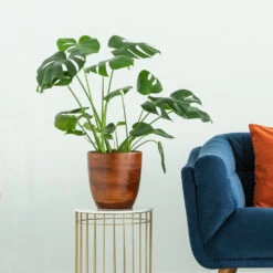 Boho House Plant Kit -Flourish Garden Monstera delisiosa 3 FGT 704a637b b40b 4518 a8eb f83a103d90ba