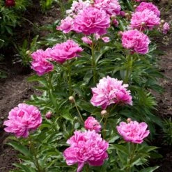 Mr. Ed Peony 5 Mr. Ed Peony -Flourish Garden Mr Ed peony 4 FGT