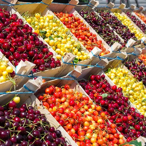 4-in-1 Cherry Tree 1 4-in-1 Cherry Tree