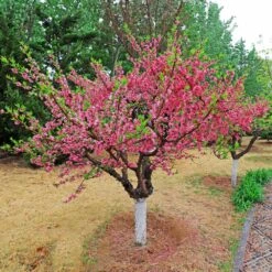 Multi-Peach Tree -Flourish Garden Multi fruit peach 2