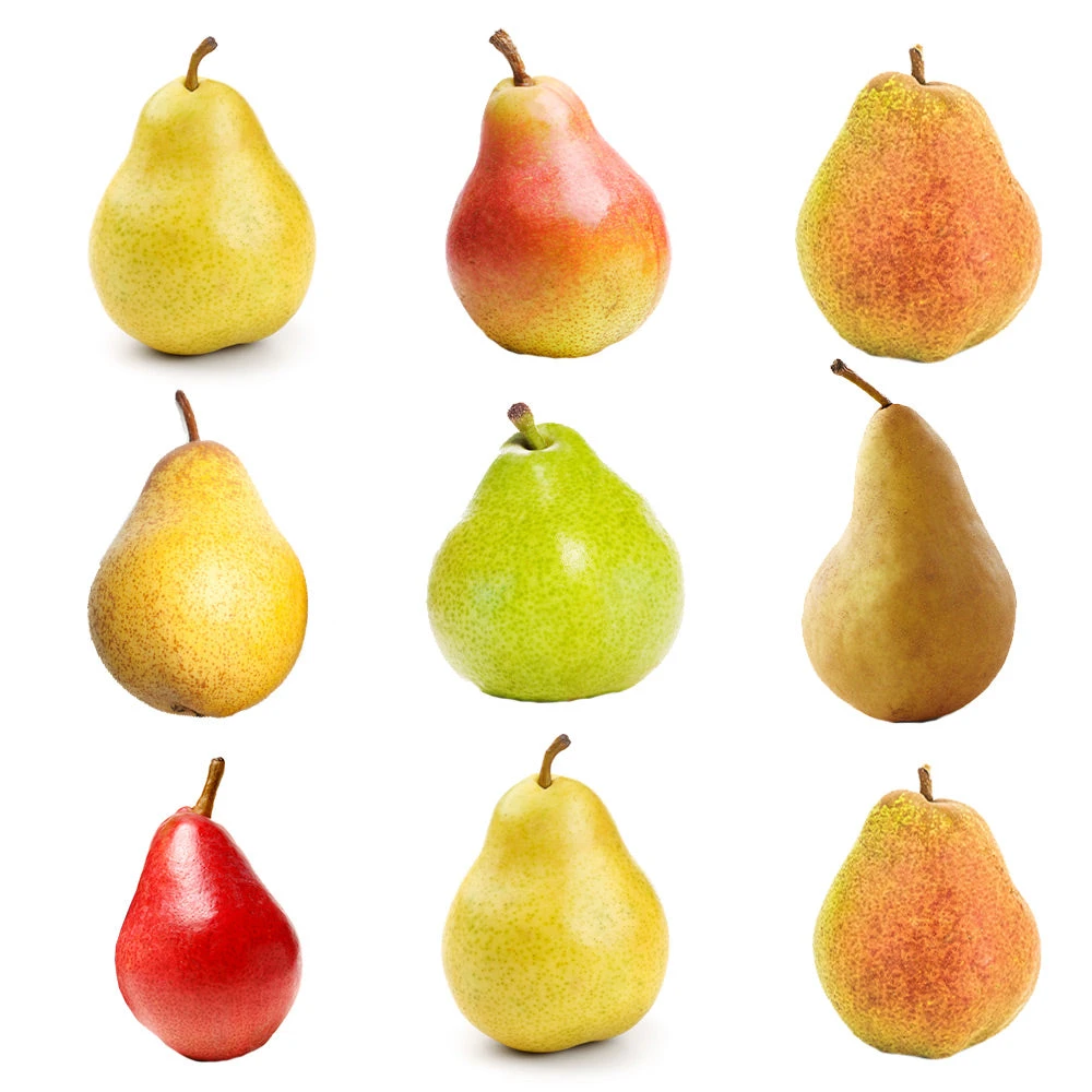 3-in-1 Pear Tree 2 3-in-1 Pear Tree - Image 2