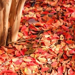 Muskogee Crape Myrtle Tree -Flourish Garden Muskogee Crape Myrtle 6