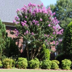 Muskogee Crape Myrtle Tree -Flourish Garden Muskogee Crape Myrtle 7 FGT