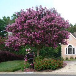 Muskogee Crape Myrtle Tree -Flourish Garden Muskogee Crape Myrtle single trunk