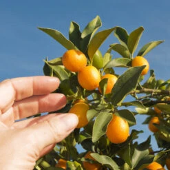 Nagami Kumquat Tree 8 Nagami Kumquat Tree -Flourish Garden Nagami Kumquat 1 FGT 53154ba8 d115 4c13 bdd7 2e152c12e263