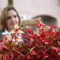 Fire Power Nandina Shrub -Flourish Garden Nandina Firepower 1