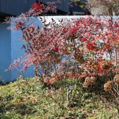 Heavenly Bamboo Nandina Shrub -Flourish Garden Nandina Heavenly Bamboo 6