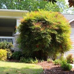 Heavenly Bamboo Nandina Shrub -Flourish Garden Nandina Heavenly Bamboo 7