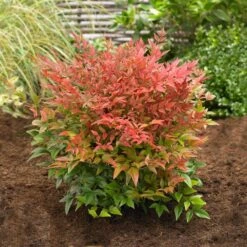 Obsession™ Nandina Shrub -Flourish Garden Nandina Obsession 2