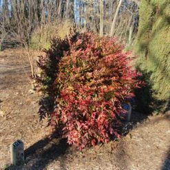 Obsession™ Nandina Shrub -Flourish Garden Nandina Obsession 3